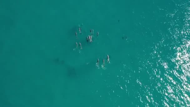 Вид Воздуха Дельфинов Плывущих Красивой Расслабляющей Голубой Воде — стоковое видео