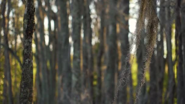西班牙苔藓静静地在悬挂在光秃秃的柏树 南卡罗来纳州沿海野生动物保护区和沼泽地低洼地区 南卡罗来纳州绿池塘的风中摇曳 — 图库视频影像