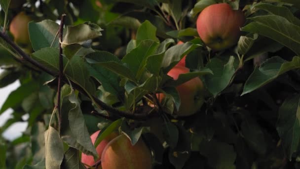 ケロワナの農家の果樹園でリンゴの木から吊るされた赤いリンゴ — ストック動画