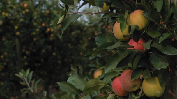 Elmalar Kelowna Bir Meyve Bahçesinde Yavaş Çekimde Büyüyor — Stok video