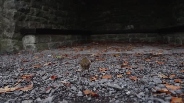 ヨーロッパのロビン鳥の動きを遅く閉じ ワームを見つけて食べる — ストック動画