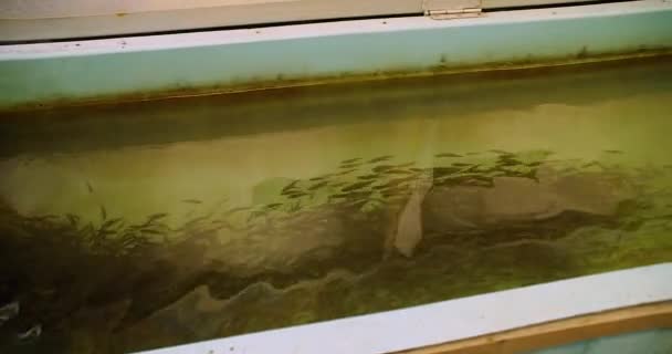 Ikan Goreng Kolam — Stok Video