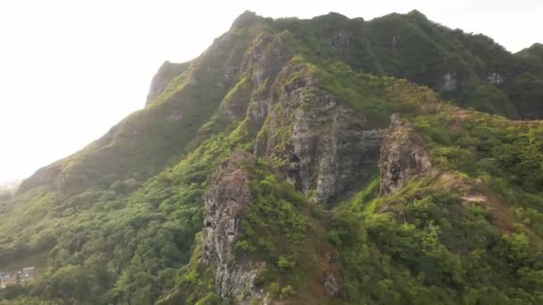 Vue Montante Lente Lion Accroupi Sur Oahu — Video