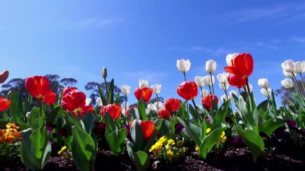 Een Miljoen Tulpen Bloeien Het Floriade Lentefestival Canberra — Stockvideo