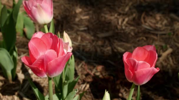 Tulipas Parque Primavera — Vídeo de Stock