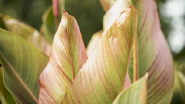 風になびく赤いアビシニアのバナナの木から美しい秋の葉 Ensete Ventricosum — ストック動画