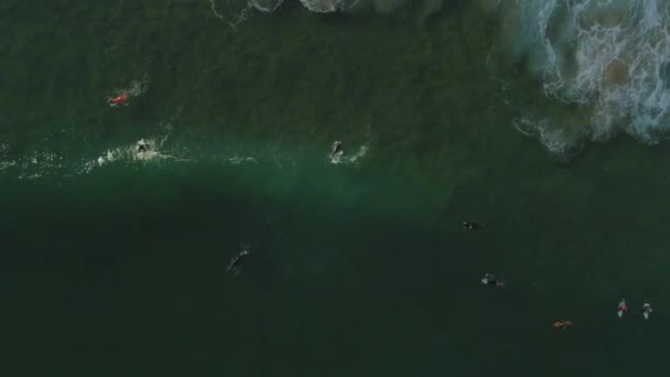 Epic Birdseye View Surfers Catching Wave Amazing Tropical Portuguese Green — Stock Video