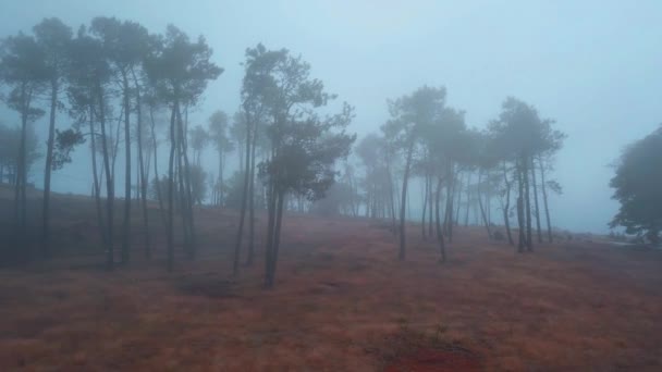 背の高い木と不気味な霧の森の遅いドローンショット — ストック動画