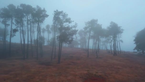 Lent Dolly Drone Shot Forêt Brumeuse Effrayant Avec Grands Arbres — Video