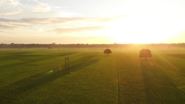 Campos Arroz Assam India Durante Puesta Del Sol — Vídeo de stock