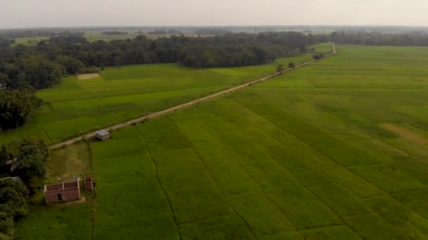 Enorme Paisaje Verde Arrozales — Vídeos de Stock