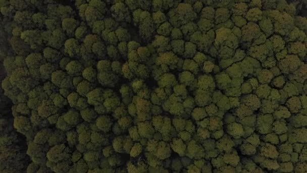 Pinheiro Floresta Topo Para Baixo Drone Tiro — Vídeo de Stock