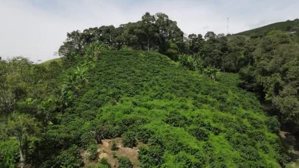 Coffee Plantations Colombia South America — Stock Video