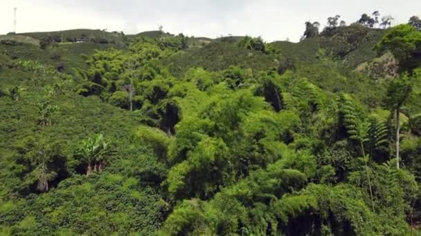 Plantacje Kawy Kolumbii Ameryka Południowa — Wideo stockowe