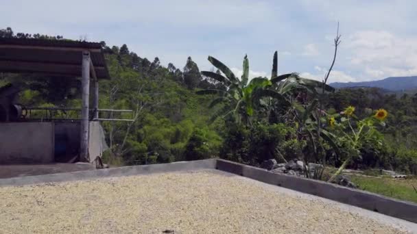 Kávové Plantáže Kolumbii Jižní Americe — Stock video