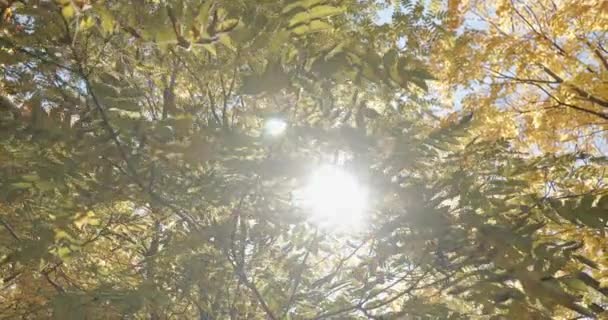 Mittagssonne Lugt Durch Die Baumkronen Des Quebecer Waldes — Stockvideo