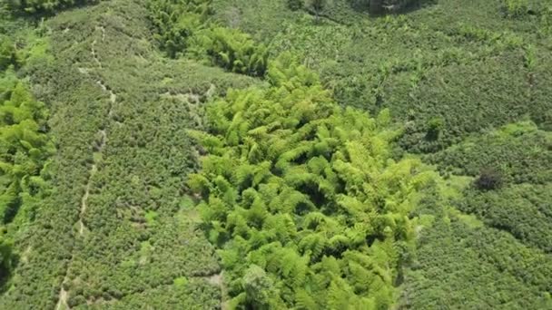 哥伦比亚南美洲咖啡种植园 — 图库视频影像