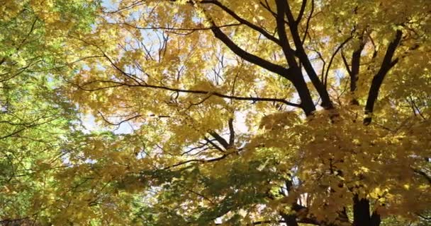 Mittagssonne Die Durch Die Schönen Gelben Und Orangen Blätter Eines — Stockvideo