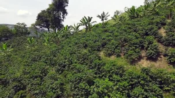 Cafeteras Colombia Sudamérica — Vídeos de Stock