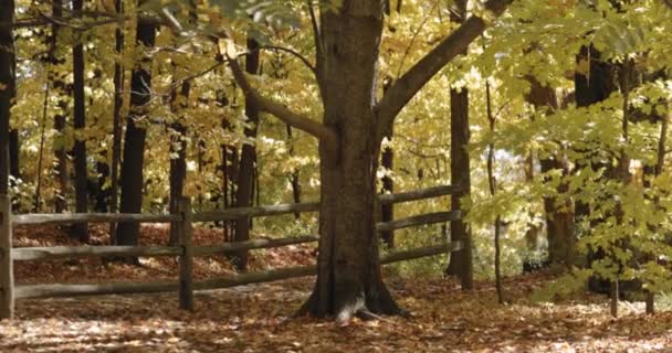 Elegan Maple Pohon Pada Hari Musim Gugur Sebuah Kebun Pertanian — Stok Video