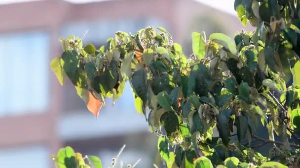 Φύλλα Που Κινούνται Στον Άνεμο Στην Κολομβία — Αρχείο Βίντεο