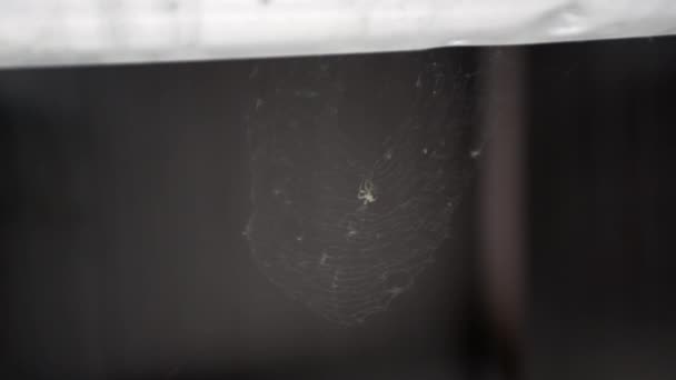 Een Spin Valt Mier Spinnenweb Aan — Stockvideo