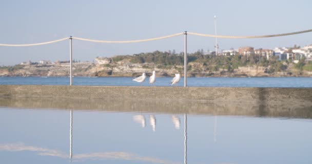 Silver Gull Birds Observing Surfers North Bondi Beach Austrália Tiros — Vídeo de Stock