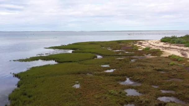 Drone Voa Baixo Sobre Grama Verde Lado Oceano Como Bandos — Vídeo de Stock