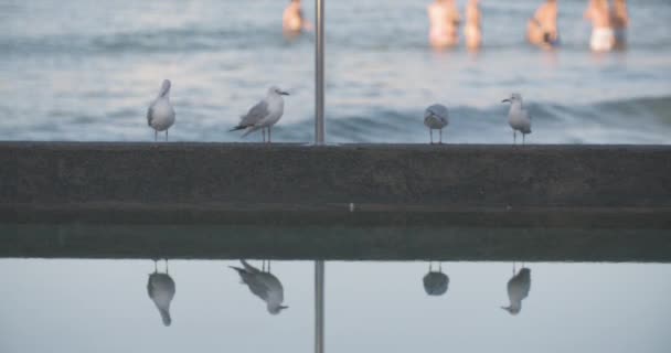 澳大利亚悉尼北部邦迪 一只在水中反射的雄伟的鸟类被射中 静态视图 — 图库视频影像