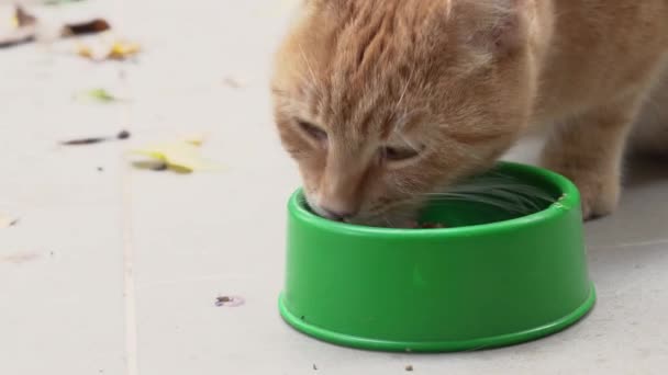 통에서 귀여운 고양이의 — 비디오