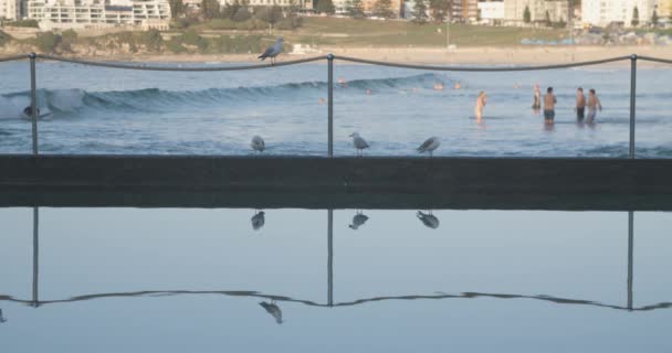 Coëxistentieconcept Vogels Observeren Mensen Surfen Australië Prachtige Reflectie Het Water — Stockvideo