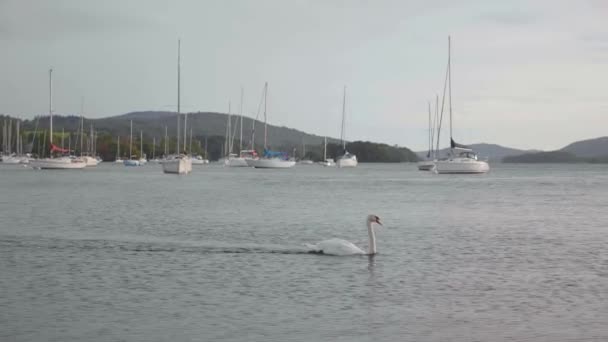 Cygne Blanc Unique Nageant Travers Lac Windermere Dans Lake District — Video