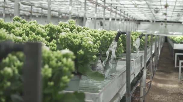 Flowers Getting Water Big Greenhouse — Stock Video