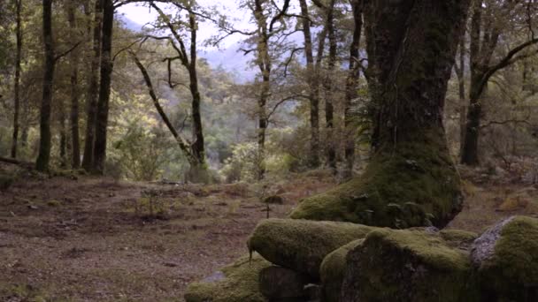 Deslizando Para Esquerda Árvore Movimento Lento Uma Floresta — Vídeo de Stock