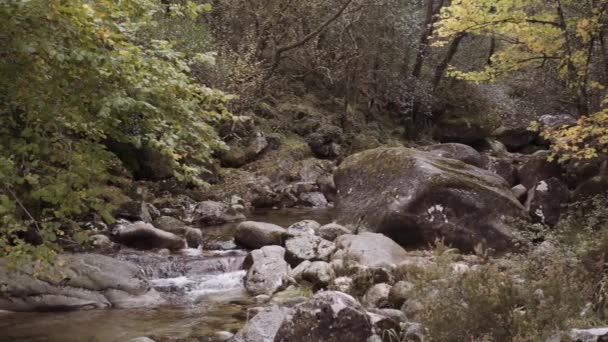 Kleine Kreek Rotsachtige Stroomversnellingen Het Midden Van Het Bos Slow — Stockvideo