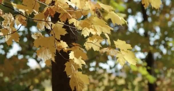 아름다운 단풍나무 계절에 이변하고 — 비디오