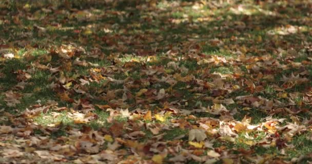 Erba Ricoperta Bellissime Foglie Acero Che Erano Cadute Dagli Alberi — Video Stock