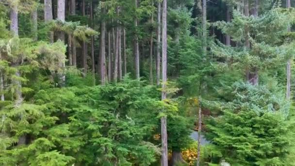 Árvores Florestais Densas Alasca Mountain Wilderness Ascensão Aérea Jib — Vídeo de Stock