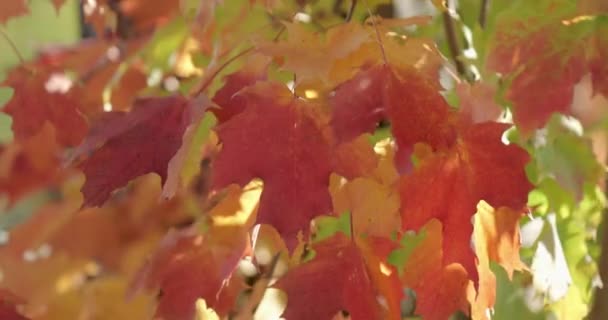 Lebendige Und Farbenfrohe Blätter Des Herbst Ahorns Einem Sonnigen Herbsttag — Stockvideo