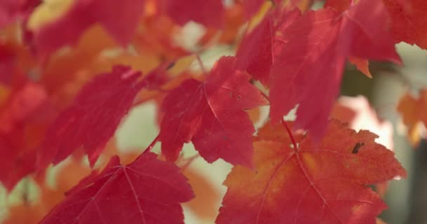 Elegante Olhar Vermelho Laranja Folhas Dia Ensolarado Outono Gatineau Quebec — Vídeo de Stock