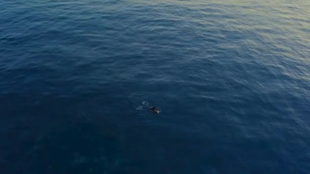 ポルトガル マデイラ島の青い海に浮かぶサーフボード上のサーファー — ストック動画