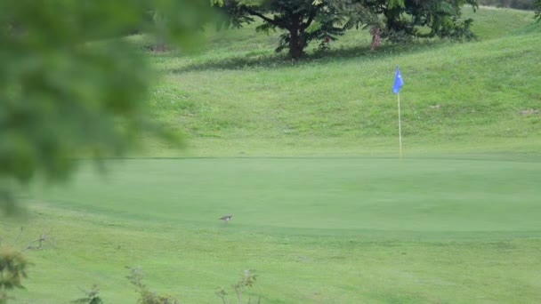 Campo Golf Colombia — Vídeo de stock