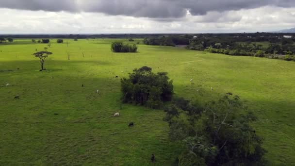 Kolumbien Östliche Tiefebene Llanos Orientales — Stockvideo