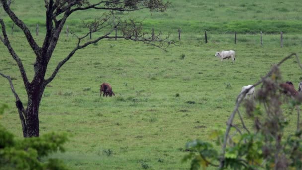 Колумбия Восточные Равнины Llanos Orientales — стоковое видео