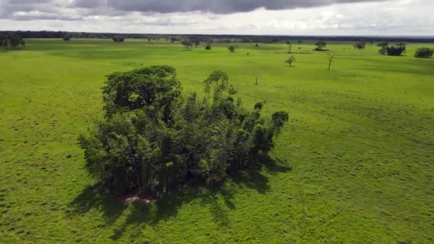 Восточные Равнины Колумбии Llanos Orientales — стоковое видео