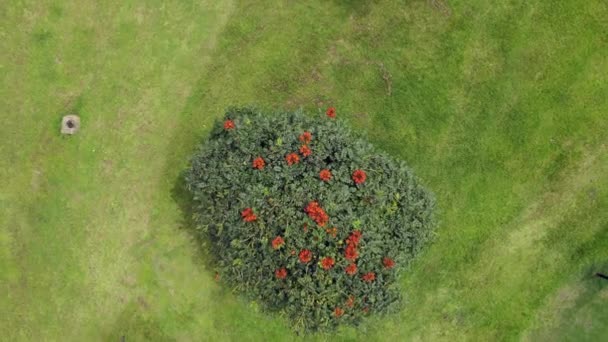 哥伦比亚东部平原 东部Llanos — 图库视频影像