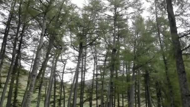 森の中の木ドローンが下にパンニングを撃った — ストック動画