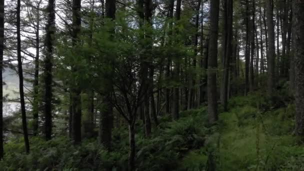 Drohnenschüsse Fliegen Rückwärts Durch Einen Dichten Wald Schottland Langsame Offenlegung — Stockvideo