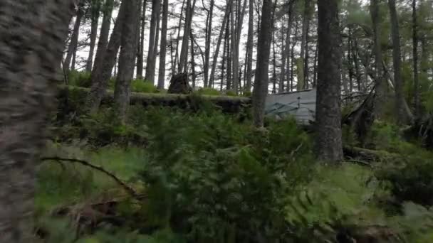 Latanie Przez Drzewa Lesie Dronem Szkocki Las Południe — Wideo stockowe