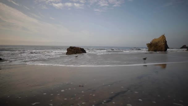 Птахи Харчуються Пляжі Ель Матадор Малібу Каліфорнія — стокове відео